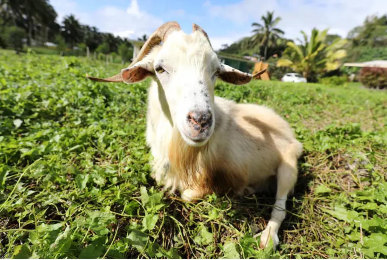 Jo'S Farmstay-Charming Holiday Farm Close To Famous Muri Beach Раратонга Экстерьер фото